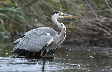 Grey heron (Ardea cinerea)