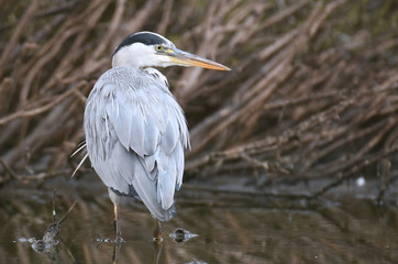 Grey heron (Ardea cinerea)
