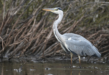 Grey heron (Ardea cinerea)