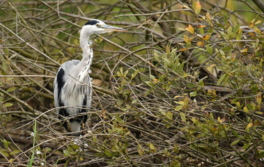Grey heron (Ardea cinerea)