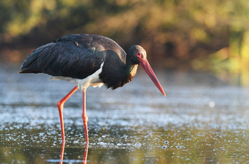 Black stork (Ciconia nigra)