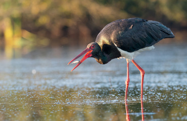 Black stork (Ciconia nigra)