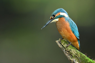 Kingfisher (Alcedo atthis)