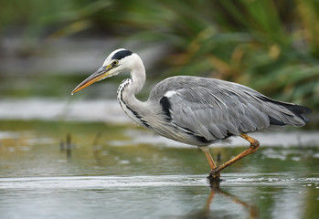 Grey heron (Ardea cinerea)