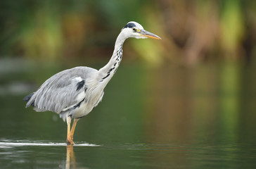 Grey heron (Ardea cinerea)