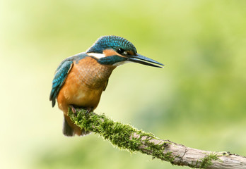 Kingfisher (Alcedo atthis)