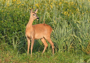 roe deer