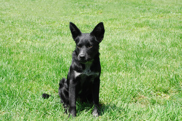 Black Dog in Field