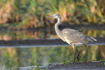 Grey heron (Ardea cinerea)