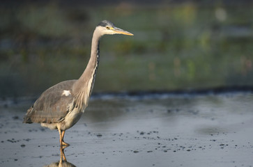 Grey heron (Ardea cinerea)