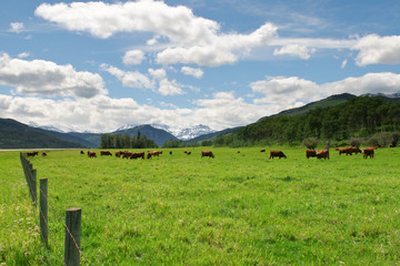 Mountain Pastures