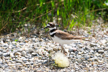 Killdeer