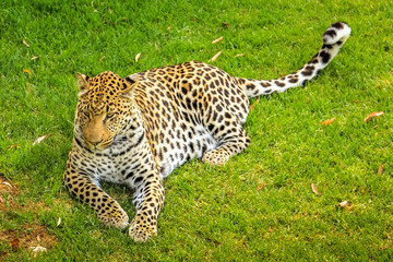 Leopard resting on the grass in South Africa.