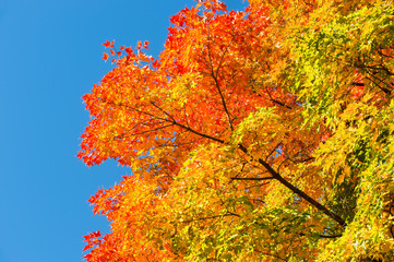 Autumn maple trees with red leaves against pure blue sky in Montreal / Canada