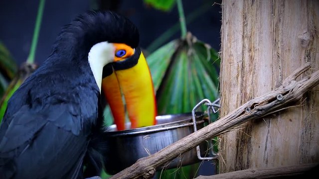 Toco Toucan (Ramphastos Toco) Eating Food