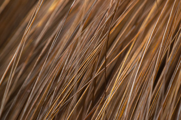 Macro of hair highlights brown