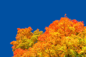 Autumn maple trees with red leaves against pure blue sky in Montreal / Canada