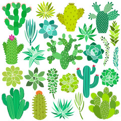 Cactus and succulent flower set. Hand drawn plant collection