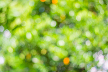 Fototapeta premium Green bokeh abstract light background. Sunny abstract green natu