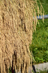 はさがけで乾燥中の稲