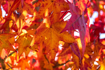 Autumn leaves texture of japanese maple tree on blurred background. Red foliage of fall season