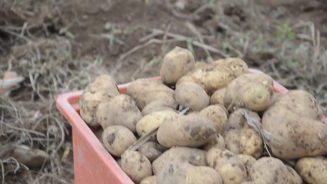 Solanum tuberosum Aartappel Burgonya Khoai t&acirc;y Papas Kartoffel Potato Harvest &Pi;&alpha;&tau;ά&tau;&alpha; Raccolto Krumpir Patate Krompir Patata Pomme de terre Papa תפוח אדמה Kartoffelernte