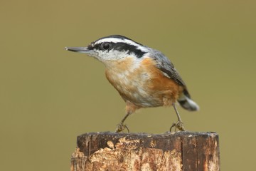 Red-breasted Nuthatch On A Perch