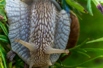 Garden snail (Helix pomatia) slide on garden leafs, upside down