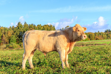 The young bulls graze in the meadow