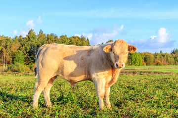 The young bulls graze in the meadow
