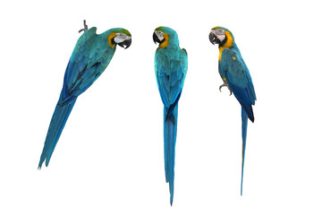 blue and gold macaw isolated on white background