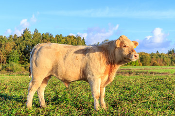 The young bulls graze in the meadow