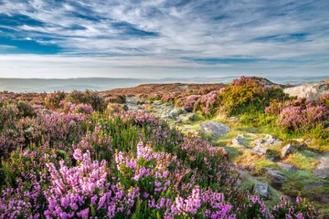 Tuinposter Mountain Heather Flowers Meadow in Morning Light © Eddie Cloud