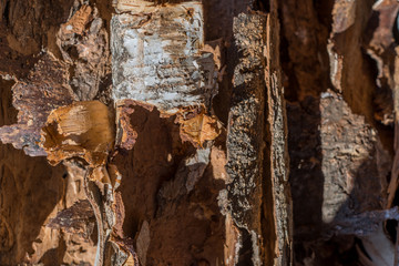 木のテクスチャー