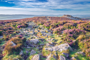 Empty Rocky Path with Blossom Heather Flowers