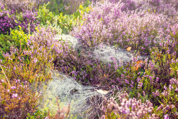 Colorful Seasonal Meadow with Heather Flowers and Spider Web