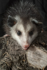 Baby Possum