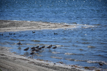 Birds in the Beach