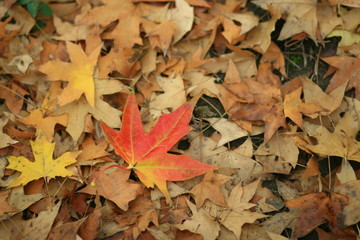 단풍/11월초 낙엽이 된 단풍