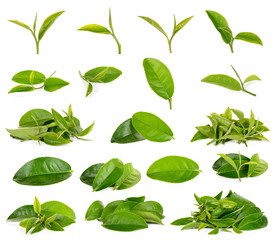 green tea leaf isolated on white background