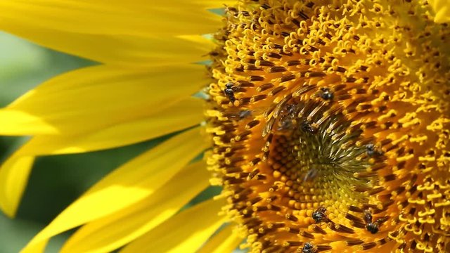 
Sunflowers with insect or bee  flying find nectar from flowers close up