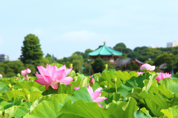 Lotus flowers at Shinobazu Pond in Ueno Park