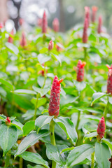 Crape ginger red flower (Costus speciosus Smith), Other names: S