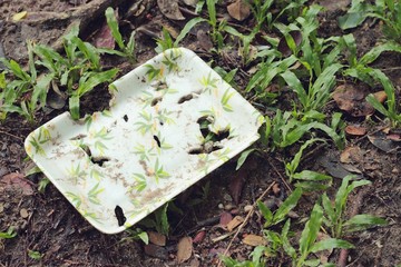 natural plant fiber food box on the soil texture