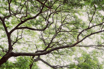 Fototapeta premium Silhouette tree on daylight