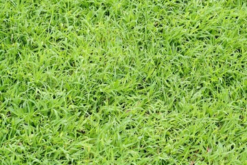 green grass texture background
