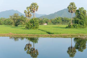 Beautiful view of Paddy jasmine rice field with Sugar palm trees