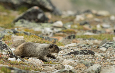 Marmot