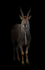 eland standing in the dark