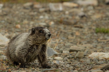 Marmot